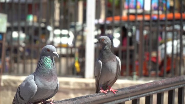Slow motion shot of a flock of pigeons coming in to feed on grains thrown by people at amer fort in jaipur