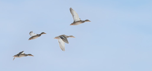 four wild ducks fly to the right forward, making multi-amplitude flaps of their wings, on the right there is a place for the text
