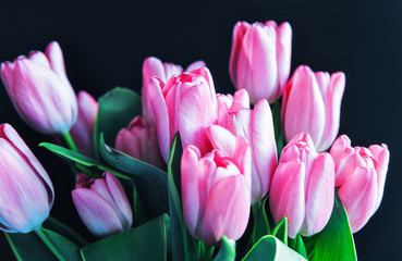 Obraz premium bouquet of pink tulips on a black background. lots of cut flowers in the sunlight