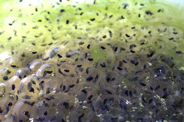 Froschlaich