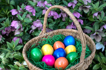 Ostereier in einem Körbchen und Christrosen