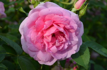 Close up of one large and delicate light pink rose in full bloom in a summer garden, in direct sunlight, with blurred green leaves, beautiful outdoor floral background photographed with soft focus