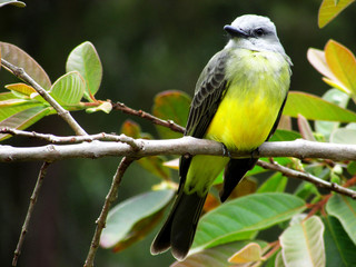 P&aacute;jaro sirir&iacute;