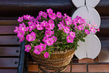 Fototapeta na wymiar Bright pink petunias in a brown flower pot. Blooming light plants on a dark wooden log background.Soft focus.Concept of garden decoration, landscape design.