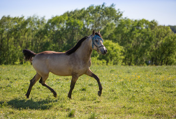 Obraz na płótnie Canvas Young stallion gallops in the meadows