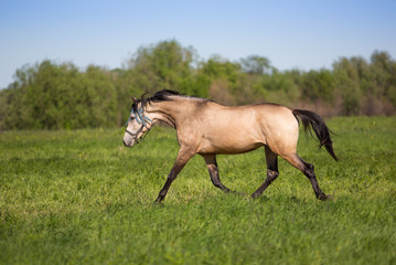 Young stallion gallops in the meadows