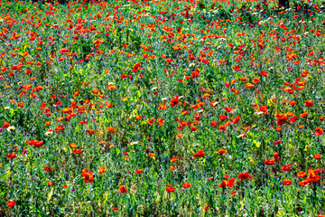 bright poppy flowers in red at the meadown in bright light