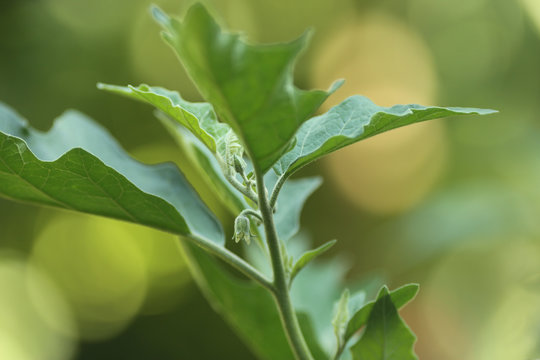 p&eacute; de jil&oacute;