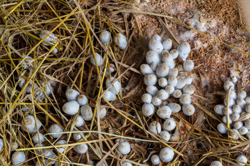 Obraz premium Fresh termite mushroom growing from the soil in the green forest. Termite Hill mushroom (small). Class: Homobasidiomycetes .Fresh Termite mushroom for cooking. Termite Mushroom Grow on fram.
