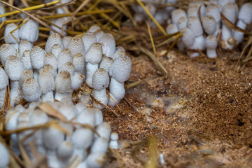 Fresh termite mushroom growing from the soil in the green forest. Termite Hill mushroom (small). Class: Homobasidiomycetes .Fresh Termite mushroom for cooking. Termite Mushroom Grow on fram.