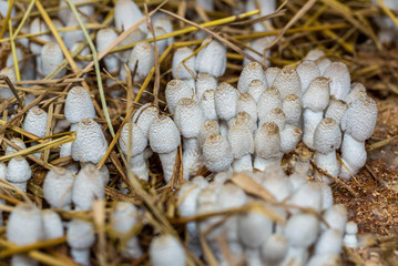 Fresh termite mushroom growing from the soil in the green forest. Termite Hill mushroom (small). Class: Homobasidiomycetes .Fresh Termite mushroom for cooking. Termite Mushroom Grow on fram.