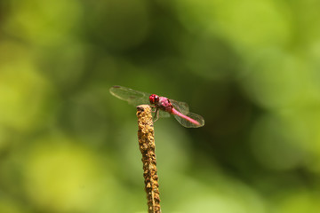 Libélula - dragonfly - libelinha - lava-bunda