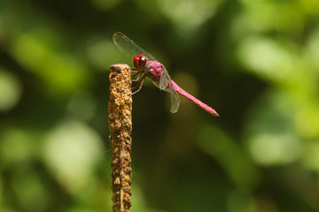 Libélula - dragonfly - libelinha - lava-bunda