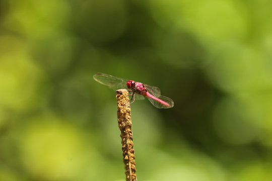 Lib&eacute;lula - dragonfly - libelinha - lava-bunda
