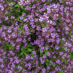 Fototapeta premium background image on the subject of nature