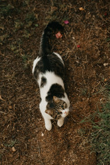 Obraz premium A cute kitty with gnawed ear lying on the ground and looking up