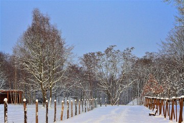 winter, schnee, baum, landschaft, erkältung, baum, natur, weiß, wald, himmel, frost, park, eis,...