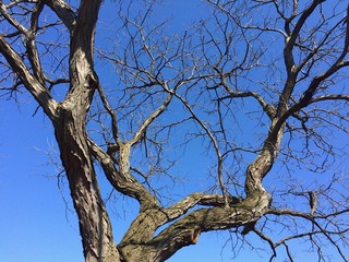 Fototapeta na wymiar tree and blue sky in winter