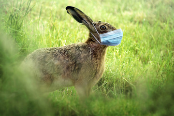 Easter bunny wears a coronavirus face mask to avoid infection during the holidays, health concept,...