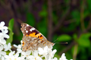 A bright orange butterfly collects pollen on a bush of white lilac.
