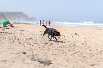 Perro labrador negro jugando en la playa