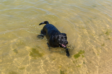 Perro labrador negro jugando en la playa