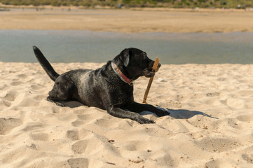 Perro labrador negro jugando en la playa