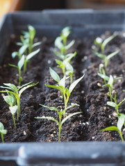 Young seedlings of peppers in boxes on the window in the house.we are preparing for the spring gardening season, growing seedlings in cold countries at home.
