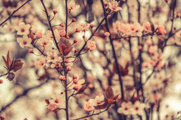 spring and colorful flowers