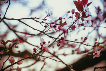 spring and colorful flowers