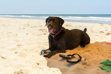 Perro labrador negro jugando en la playa