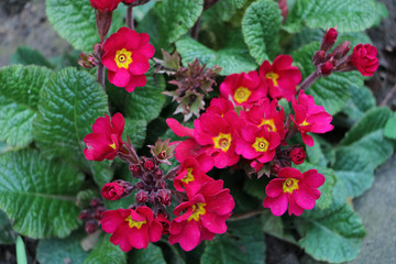 spring and colorful flowers