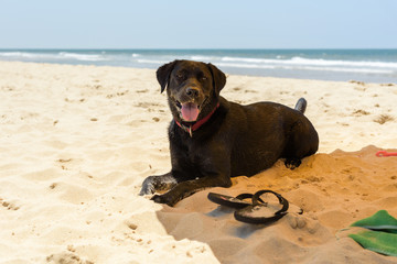 Perro labrador negro jugando en la playa