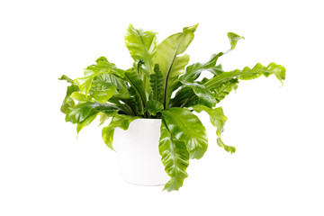 Fern Asplenium nidus
