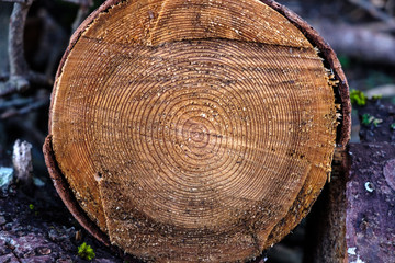 Tronco cortado de un viejo arbol de madera