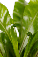 Fern Asplenium nidus