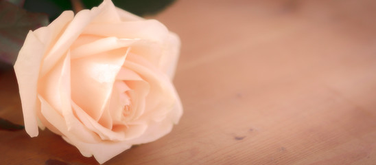 Einzelne Rose pastell mit Textfreiraum Hintergrund Holz