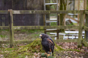 Sick and injured Owls and Hawks at animal welfare sanctuary