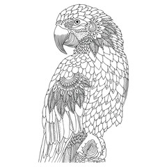 Macaw. Hand drawn parrot. Sketch for anti-stress adult coloring book in zen-tangle style. Vector illustration for coloring page, isolated on white background. Template for poster, t-shirt or tattoo.