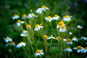 Daisy flowers growing naturally in the field.