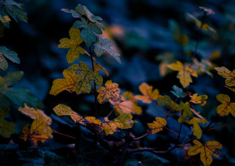 wunderschönes Herbstlaub in Makro
