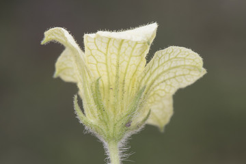 Ecballium elaterium squirting cucumber yellowish white flowers with green veins