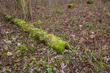 a broken tree in a forest overgrown with moss