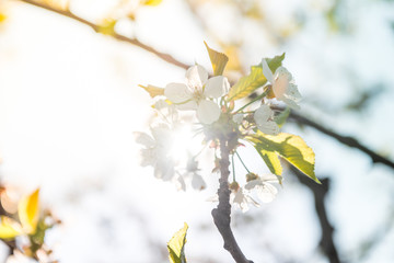 Cherry Blossom. White flowers on tree branch, selective focus. Gardening in spring. Spring Flowering branch on background blue sky