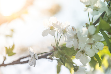 Obraz premium Cherry Blossom. White flowers on tree branch, selective focus. Gardening in spring. Spring Flowering branch on background blue sky