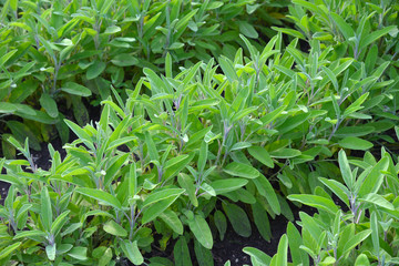 Sage plant (Salvia officinalis) in garden