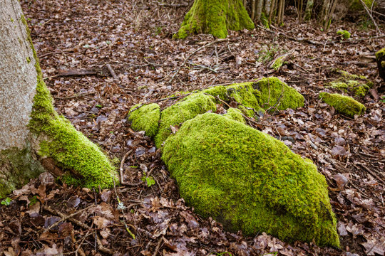 Large Moss And Trees Overgrown With Moss