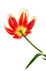red tulip flower on a white background
