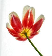Fototapeta na wymiar red tulip flower on a white background