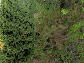 Overhead view of large a large greentree canopy